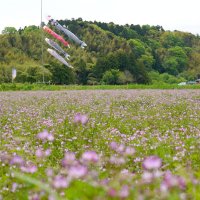 田んぼ彩るレンゲソウ　大多喜２９日に祭り
