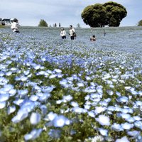 青のじゅうたん、空と溶け合う　ネモフィラ１００万本満開　マザー牧場