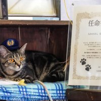 猫駅長よろしくなの　「なかのさん（仮）」就任　銚子電鉄　仲ノ町駅職員が保護、異例の“出世”