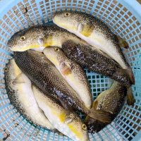 飯岡沖で釣り上げたフグ（写真は「隆正丸」提供）