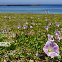 青い海と白い砂浜の広がる興津海岸に咲いたハマヒルガオ＝１７日、勝浦市