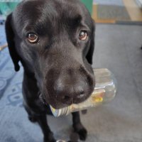 飼い主さんへの気遣い　家族を見つめている　堀田素愛　【わんこのわ】　（５５）