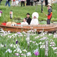 ハナショウブが咲き誇る水路を舟で巡り、新郎新婦は晴れ姿をお披露目した＝３１日、香取市の水郷佐原あやめパーク
