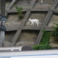 京成線沿いの急斜面に迷い込んでいたポニョ＝２０２０年７月９日、佐倉市
