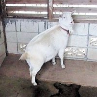 妊娠が判明した「ポニョ」＝＝２３年１月、佐倉市の佐倉草ぶえの丘（同市提供）