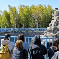 市川市動植物園のサル山＝３月上旬
