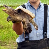 カミツキガメ捕獲事業２０年目　根絶へ２万匹超駆除　「生息数日本一」印旛沼水系　試行錯誤経て増殖期→転換期