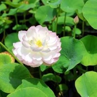 手乗りハス出荷最盛期　涼やかな花気軽に　東金