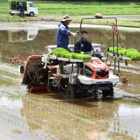 トラクターに乗り、田植え作業を行う伊藤市長