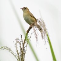 セッカ　尾羽の黒帯模様が粋　成田篤彦　【房総の草木虫魚】（４６９）