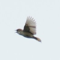 セッカのオス　千葉県内では北総に多く、一年中見られる。県指定一般保護生物＝２０１６年６月１６日、木更津市（筆者撮影）
