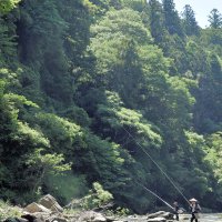市原市と大多喜町を流れる養老川で１日、アユ釣りが解禁された。この日を待ちわびた釣り人が早朝から魚影を追った＝大多喜町　佐藤大介撮影