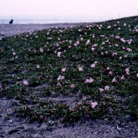 ハマヒルガオ　悪条件に耐えて生きる　川名興　【房総の草木虫魚】　（４６８）