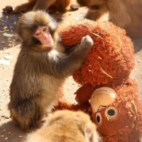 オランウータンのぬいぐるみ（通称オランママ）と一緒のパンチ（市川市動植物園提供）