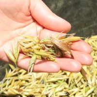 収穫されたオーツ麦