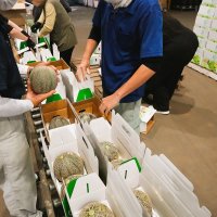幻のアムス今年も上々　銚子メロン出荷本格化へ