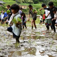 全校児童田植え挑戦　風にも負けず収穫の秋、心待ち　香取・山田小
