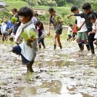 全校児童田植え挑戦　風にも負けず収穫の秋、心待ち　香取・山田小