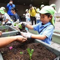 大きく育って！　落花生１５０年　保育園児ら植え付け体験　そごう千葉店