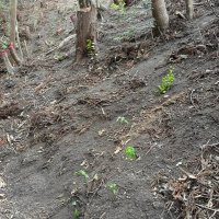 違反伐採があった敷地で植林された樹木（千葉県提供）