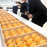 　「素晴らしく、最高の出来」　南房総で皇室献上ビワの選果式　岩井枇杷組合、４年連続