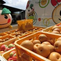特産の梨、今年もネット販売　鎌ケ谷