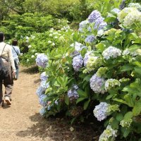 長南・野見金公園　山肌彩るアジサイ１７００株