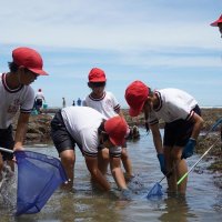 カニ、タコ見つけた！　海の生き物に興味津々　海岸で恒例「磯観察」　いすみ・浪花小