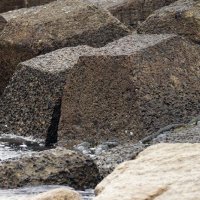産卵行動で防波堤に乗り上げるクサフグ＝１７日、勝浦市