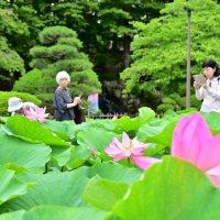 オオガハス大輪ほころぶ　千葉公園　２０日から大賀ハス祭　ミニ講座や「象鼻杯」体験