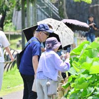 訪れた人は開花したオオガハスの写真を撮り楽しんでいた＝１９日、千葉市中央区