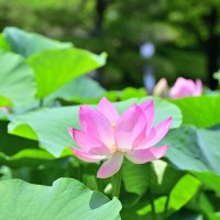千葉市花になっているオオガハス。現在、毎日２００輪以上が咲いている＝１９日、千葉市中央区