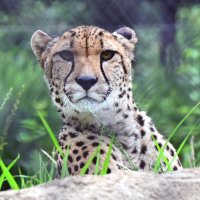 チーター「ズラヤ」多摩へ引っ越し　千葉市動物公園、２３日「送る会」