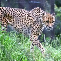 チーターの「ズラヤ」。多摩へ引っ越す＝２１日、千葉市若葉区