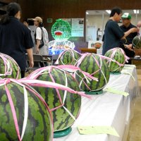 共進会に出品されたスイカの即売会