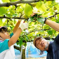 いすみ市立古沢小学校で２６日、３年生が学校敷地内で育てている梨の実を間引きする摘果作業に挑戦した。児童は「おいしく、大きく育って」と願いながら、講師役の生産者と一緒に実を選んで切り落としていった　橋本ひとみ撮影