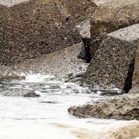 クサフグ、防波堤はい上がり産卵　海の不思議、児童ら観察　勝浦・興津