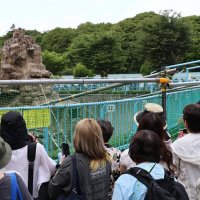 【速報】「パンチ」サル山にレーザーポインター照射　ストレス増加、失明の恐れも　市川市動植物園