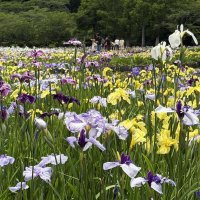 見頃を迎えた袖ケ浦公園のハナショウブ＝４日、袖ケ浦市