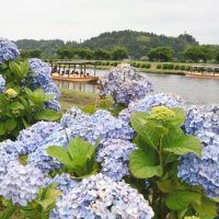 関東甲信が梅雨入り　平年並み