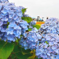 関東甲信地方が梅雨入りした７日、多古町で「あじさい祭り」が開かれ、来場者は爽やかな色合いのアジサイが彩る会場内でステージイベントなどを楽しんだ