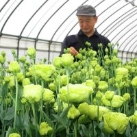 トルコギキョウの出荷最盛期　上品な花色「永遠の愛」　館山