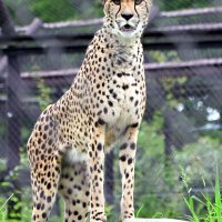 立ち上がりカメラを見つめるズラヤ＝２１日、千葉市若葉区