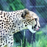 チーターの「ズラヤ」はノルウェー生まれ＝２１日、千葉市若葉区